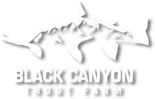 Black Canyon Trout Farm